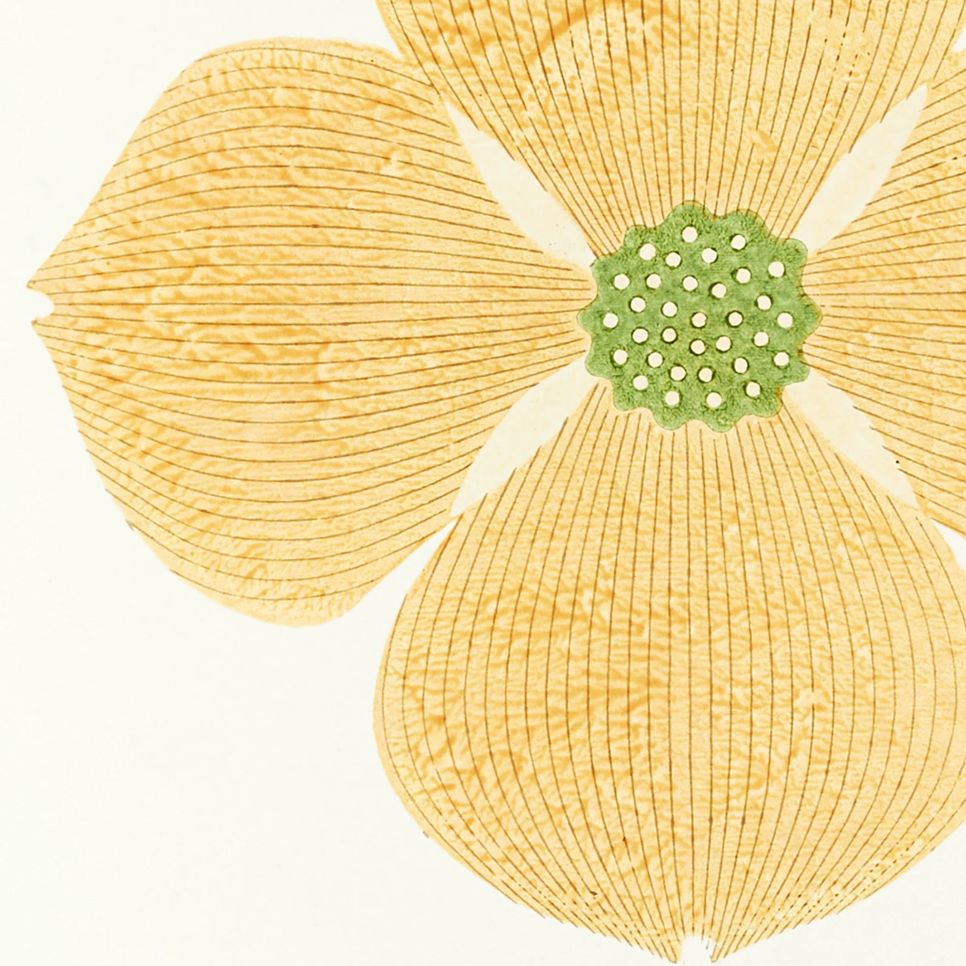Dogwood | White | Woodblock Print - Image 6